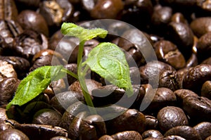 Coffee source photo