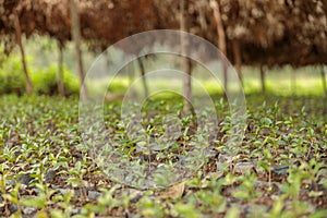 Coffee sprouts on a plantation with trees in the background