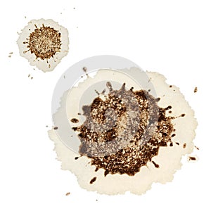 Coffee stains on white paper vector