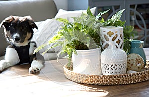 Coffee table decorations with houseplant and candle