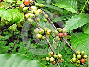 Coffee tree