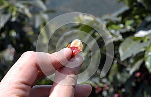 Coffee-tree bean, Guatemala 02