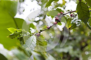 Coffee tree, beans