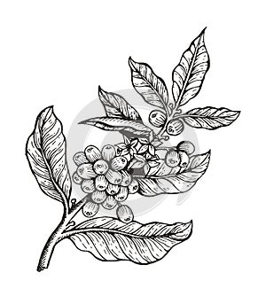 Coffee Tree with Beans Coffea Vector Illustration