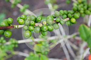 Coffee tree with beans
