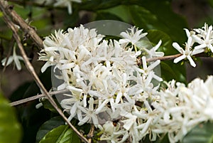 Coffee tree blossom with white color flower close up view. Coffea arabica