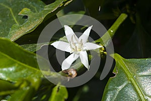 Coffee tree blossom with white color flower close up view. Coffea arÃÂ¡bica Guatemala. photo