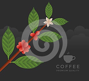 Coffee tree branch