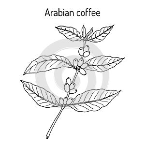 Coffee tree branch coffea arabica .