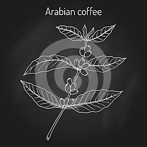 Coffee tree branch coffea arabica