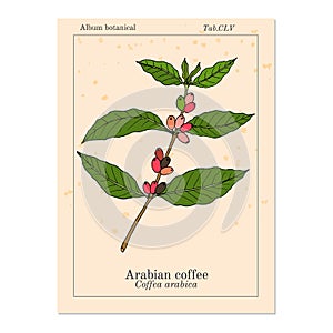 Coffee tree branch coffea arabica