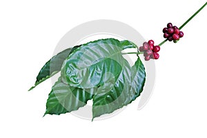 Coffee tree branch with green leaves and red coffee fruits or ripe coffee cherries