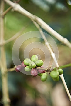 Coffee tree branch with ripe and unripe beans, in Santander, Colombia