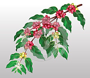 Coffee tree branches with fruits and flowers