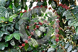 Coffee fruit tree