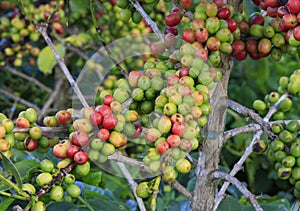 Coffee tree with coffee bean