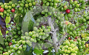 Coffee tree with coffee bean