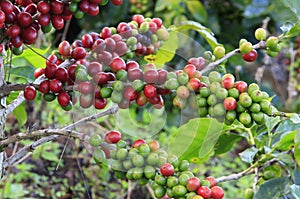 Coffee tree with coffee bean