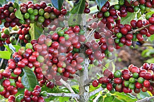 Coffee tree with coffee bean