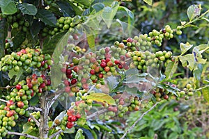 Coffee tree with coffee bean