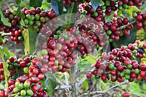 Coffee tree with coffee bean