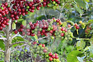 Coffee tree with coffee bean