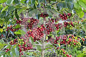 Coffee tree with coffee bean
