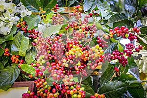 Coffee tree with coffee bean on cafe plantation