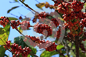 Coffee tree with coffee bean on cafe plantation, kerala