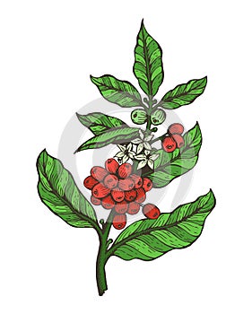 Coffee Tree Colorful Plant Vector Illustration