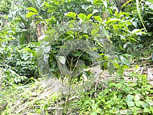 Coffee tree covered with green fruits on a plantation. Fruit-bearing plants in the tropics. Ggrowing