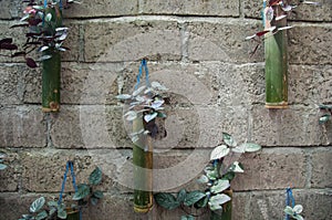 Coffee tree decoration in bamboo bottles on a stone wall
