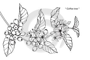 Coffee tree drawing and sketch.