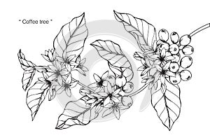 Coffee tree drawing and sketch.
