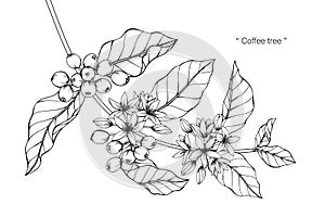 Coffee tree drawing and sketch.