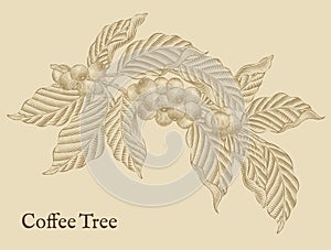 Coffee tree elements