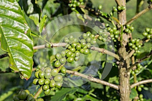 Coffee tree fields at Vietnam