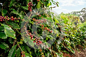 Coffee tree with fresh arabica coffee bean