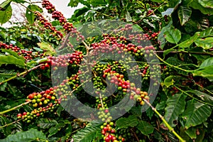 Coffee tree with fresh arabica coffee bean in coffee plantation