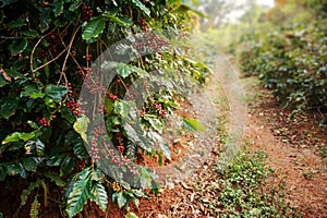 Coffee tree with fresh arabica coffee bean in coffee plantation