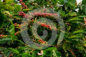 Coffee tree with fresh arabica coffee bean in coffee plantation