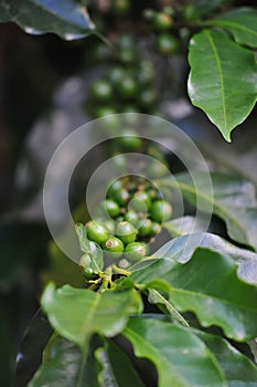 Coffee tree full of green coffee waiting to be picked. Brazil is the largest coffee producer and exporter in the world.