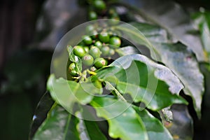 Coffee tree full of green coffee waiting to be picked. Brazil is the largest coffee producer and exporter in the world.