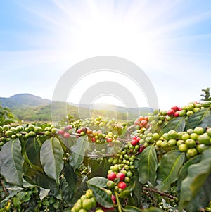Coffee tree with green and red beans