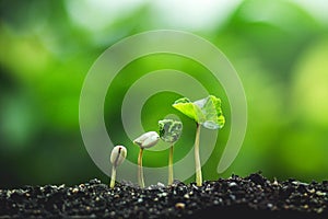 Coffee tree Growing Planting seeds In nature rainy season