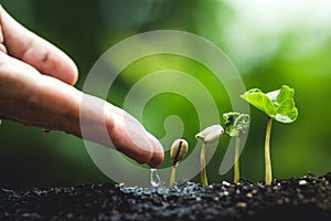 Coffee tree Growing Planting seeds In nature rainy season