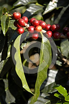 Coffee-tree, Guatemala 13