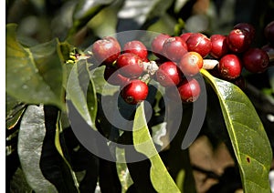 Coffee-tree, Guatemala 14
