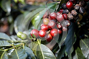 Coffee-tree, Guatemala 16