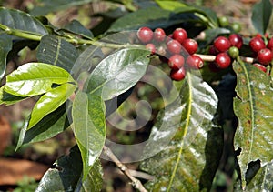 Coffee-tree, Guatemala 19